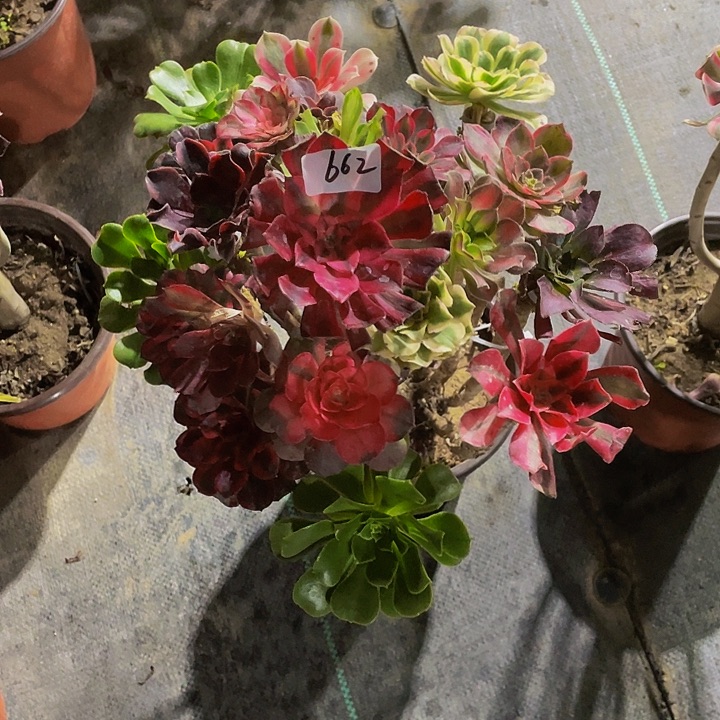 晓***红架接0000000662号送花头