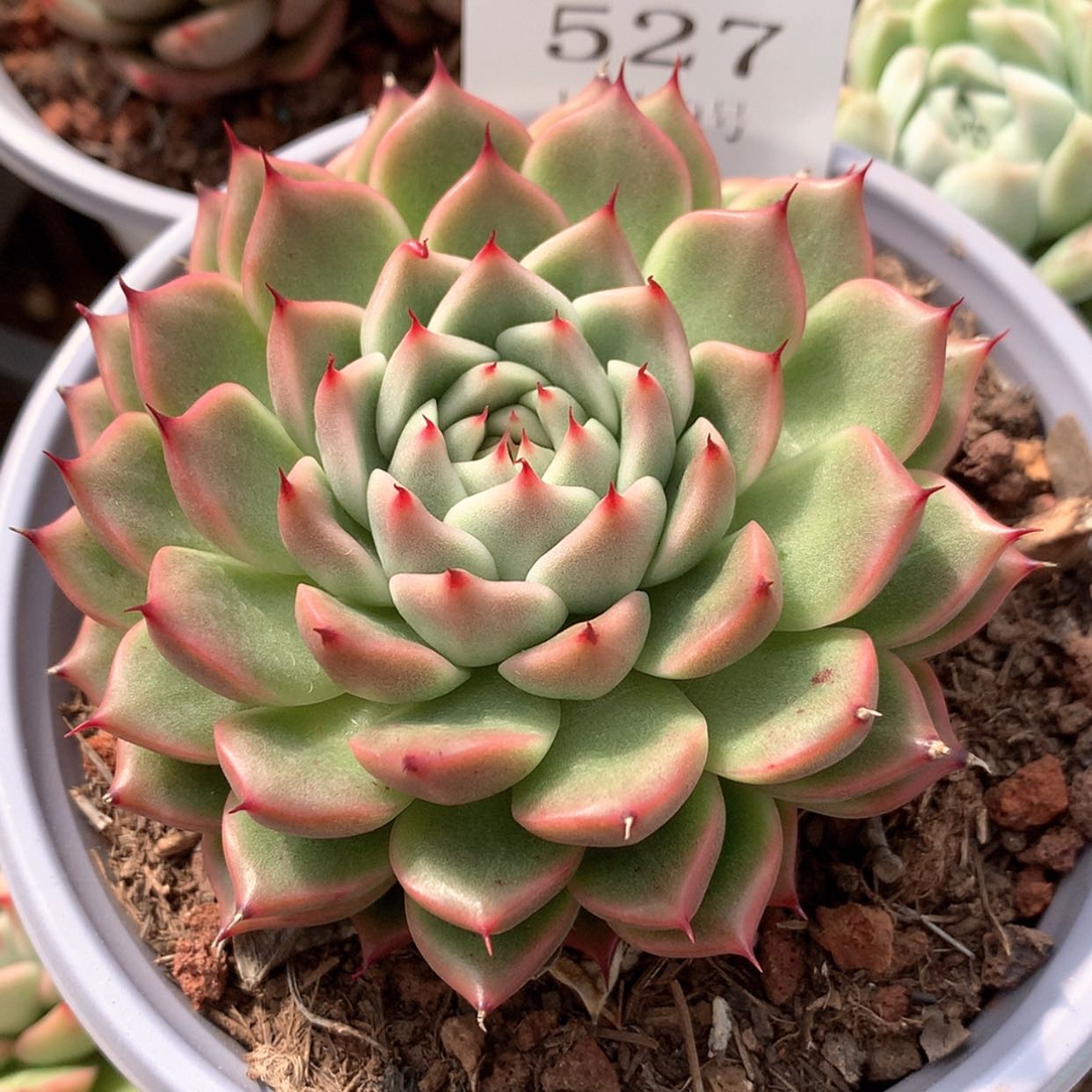 【闪购商品】云527号