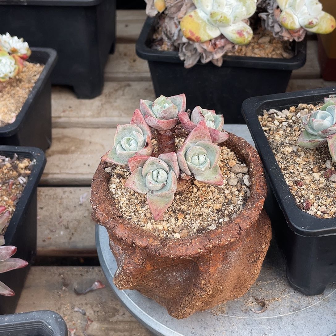 晨溪园艺仙女杯呀