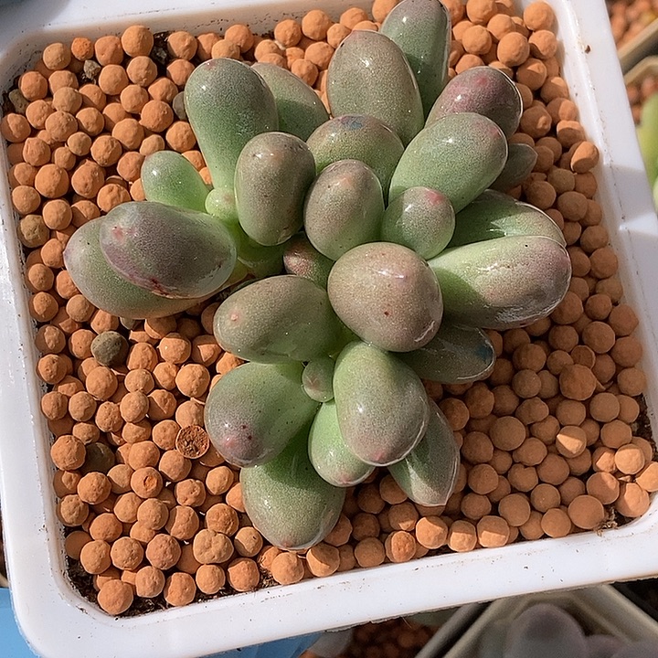 米可奶酪锦多肉植物