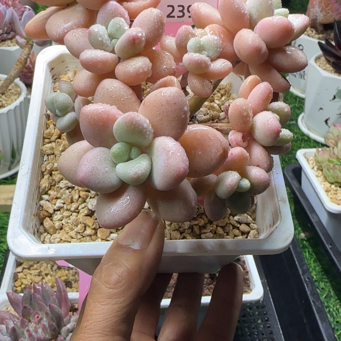 锦安精品多肉编号239