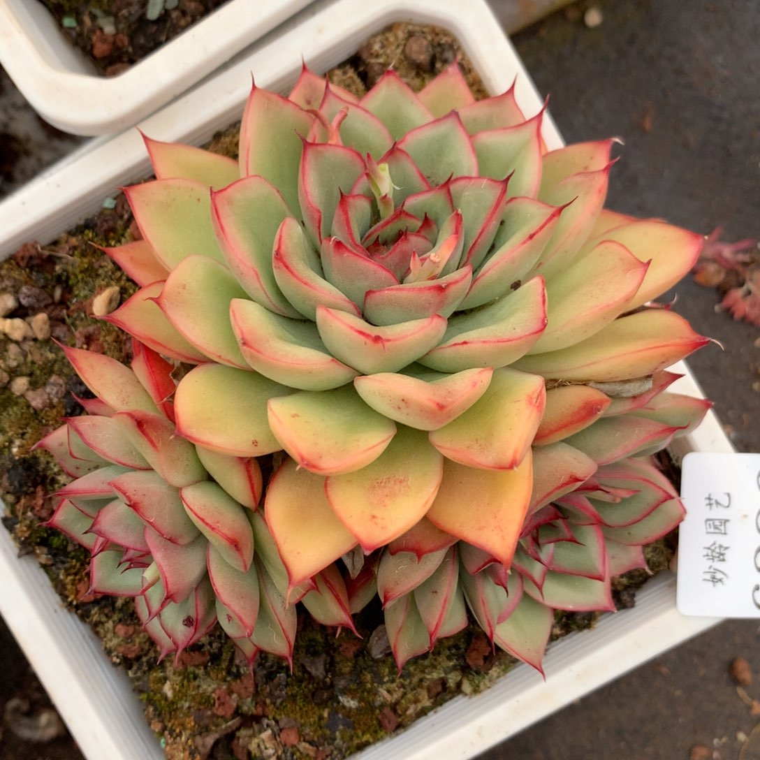 6286杂交精品基地11厘米