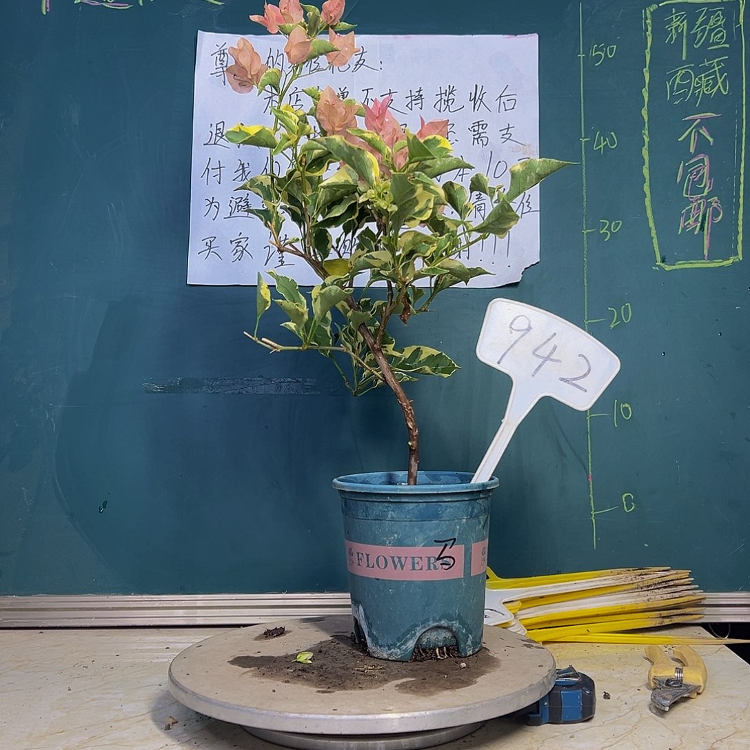 当前无花栽培后可以开花马斯有瑕疵  942