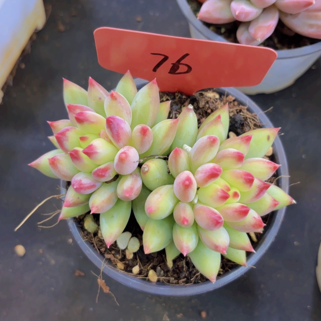 戏***人云南金致家精品多肉