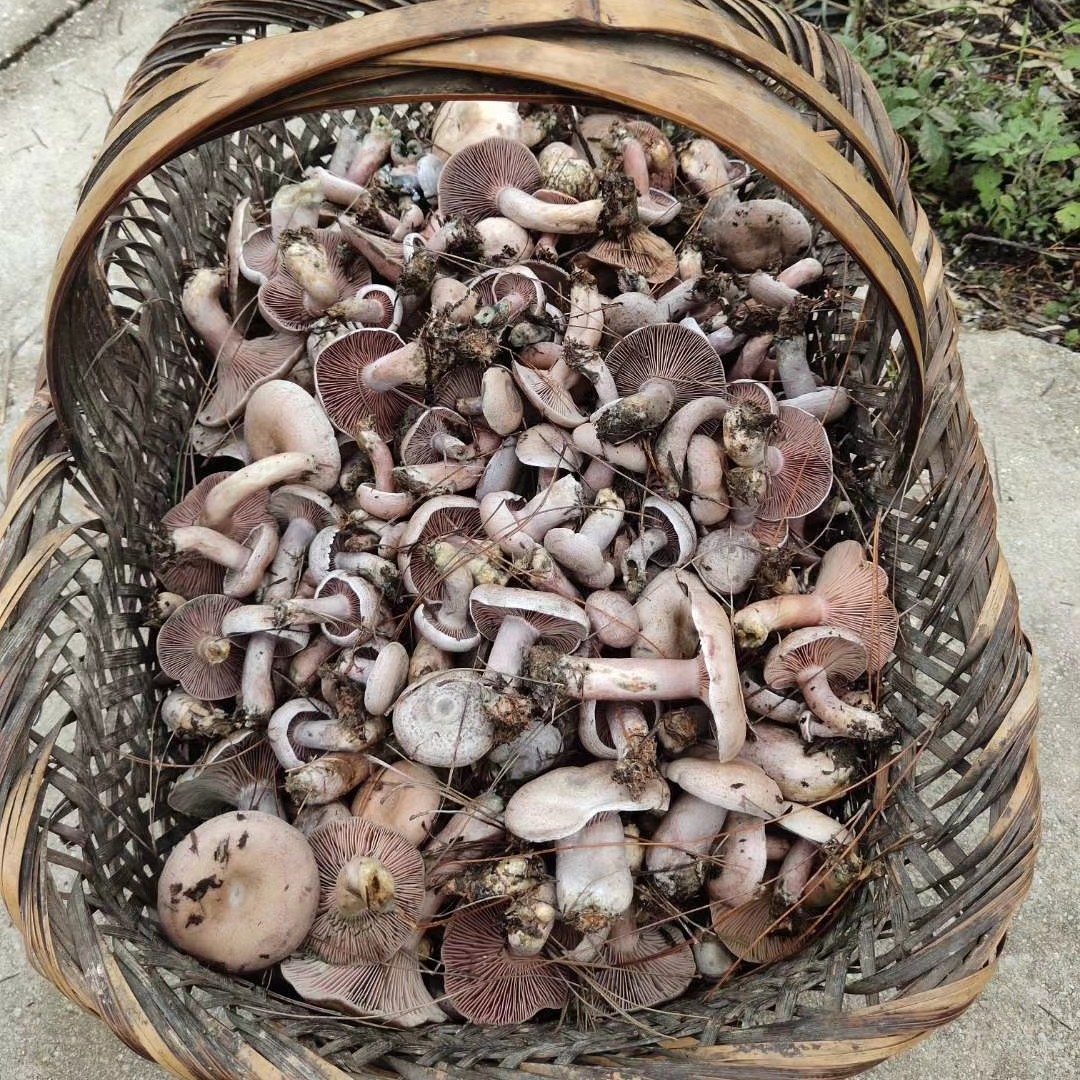 贵州高山枞树菌紫菌有虫氧化发绿正常介意勿拍