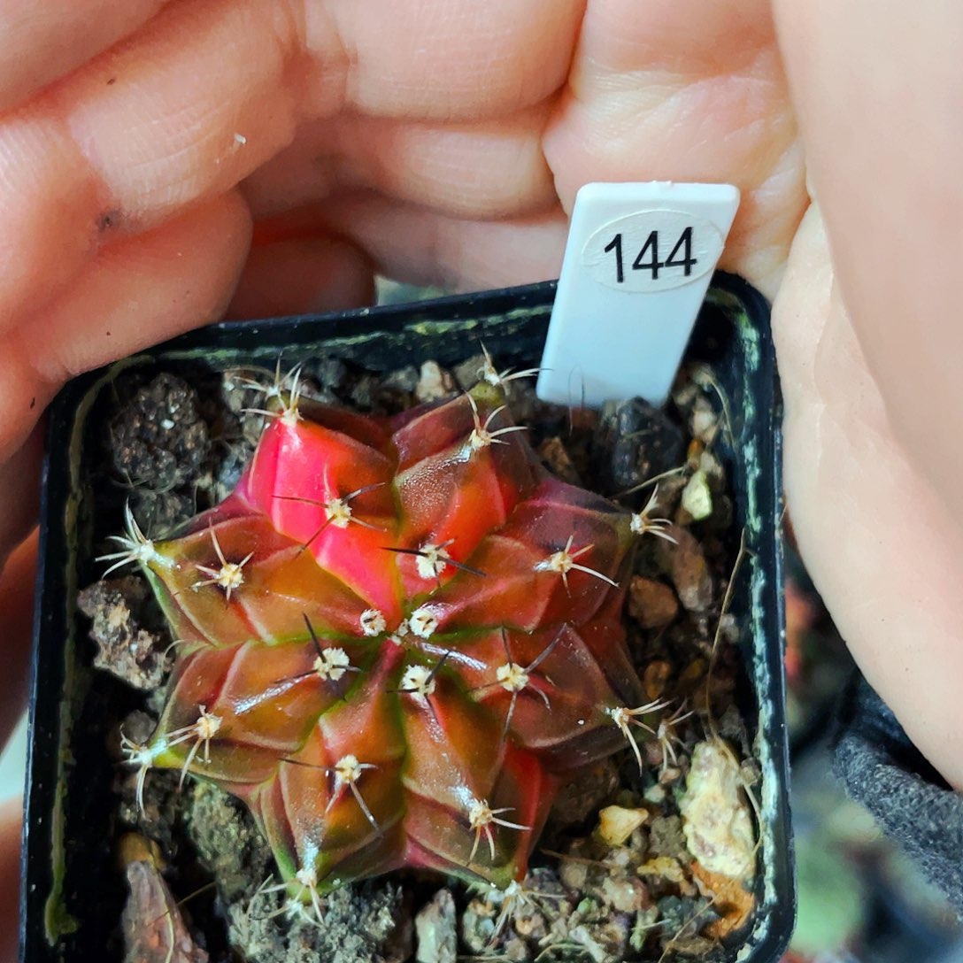 逍*客非偏远地区满25包邮仙人球