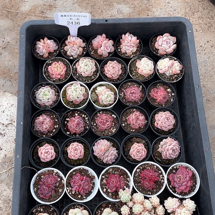 薇薇安园艺多肉2436