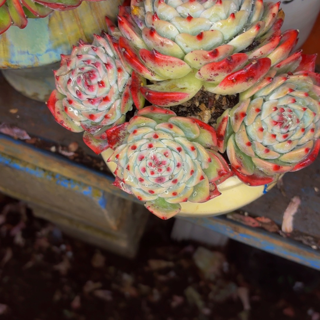 ****的老桩精品肉肉水蜜桃