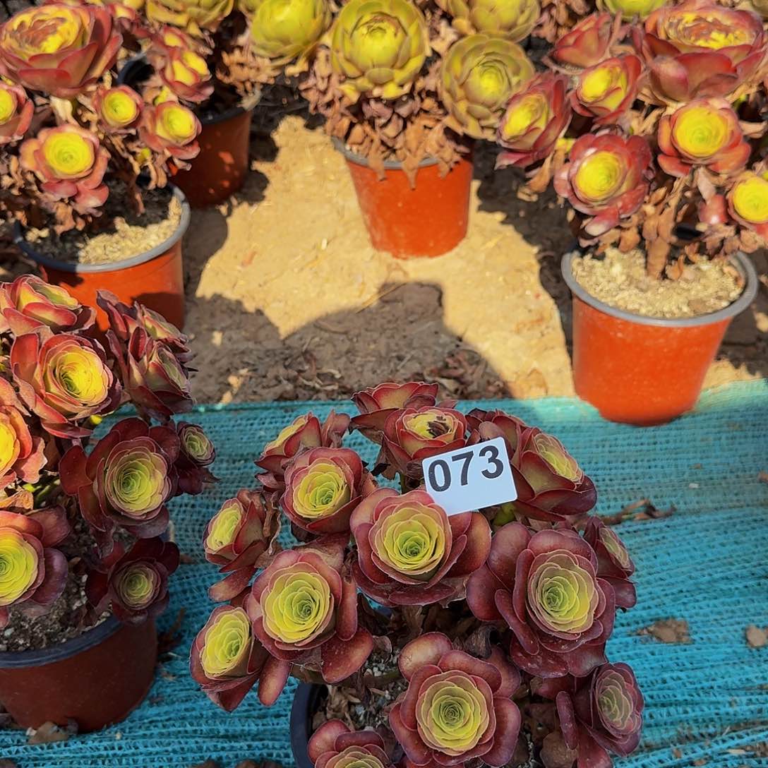 e***n073魅金玫瑰法师锦福利价半木质