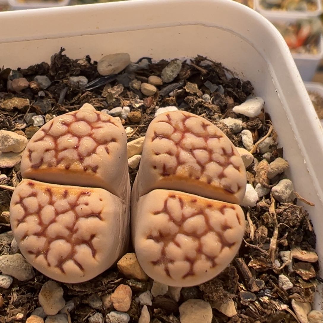43多肉植物百科知识