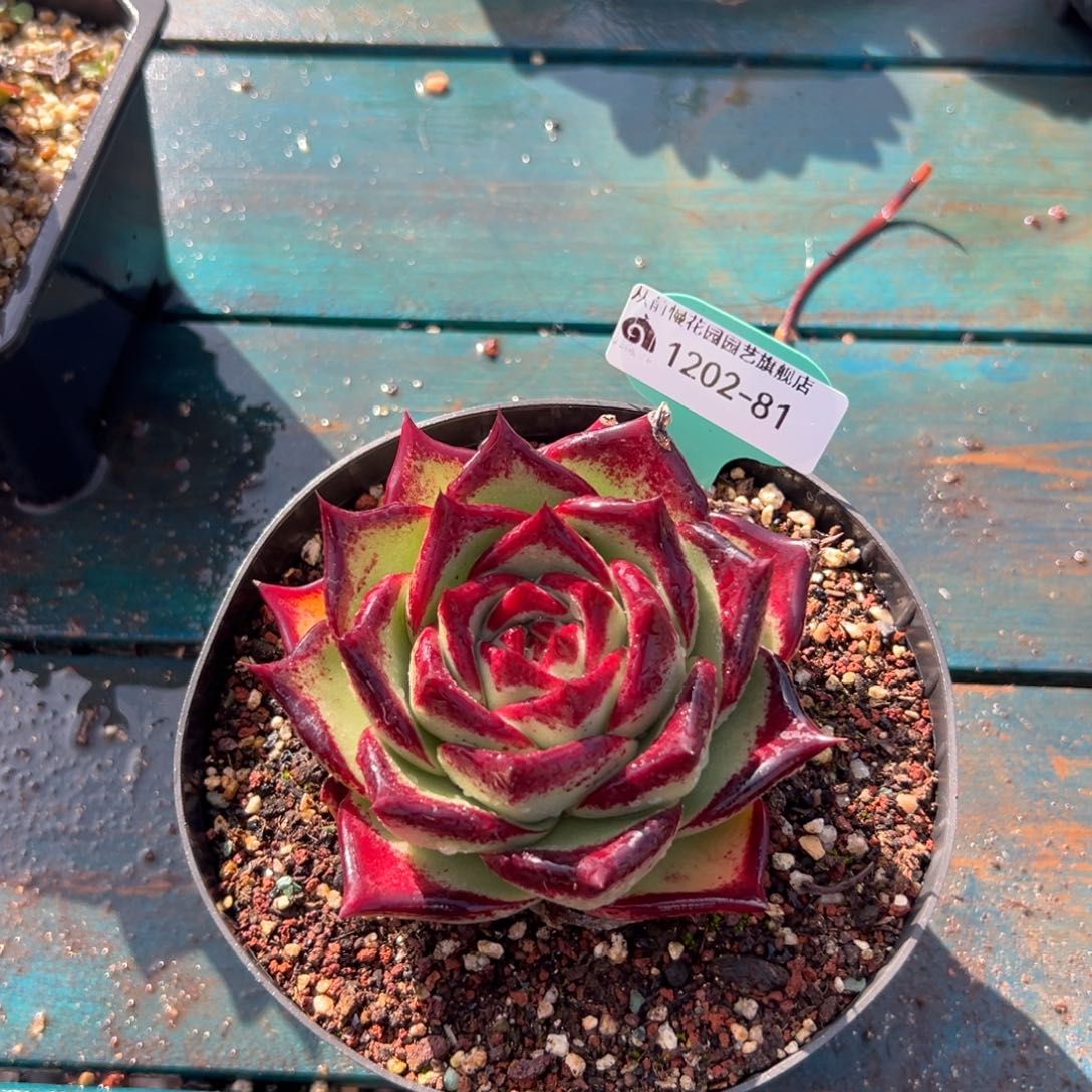 从前慢花园多肉编号1202-81