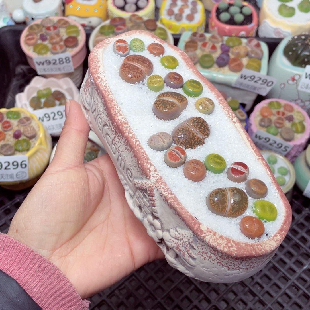 w9301 零下地区拍保温箱 -15支持寄养