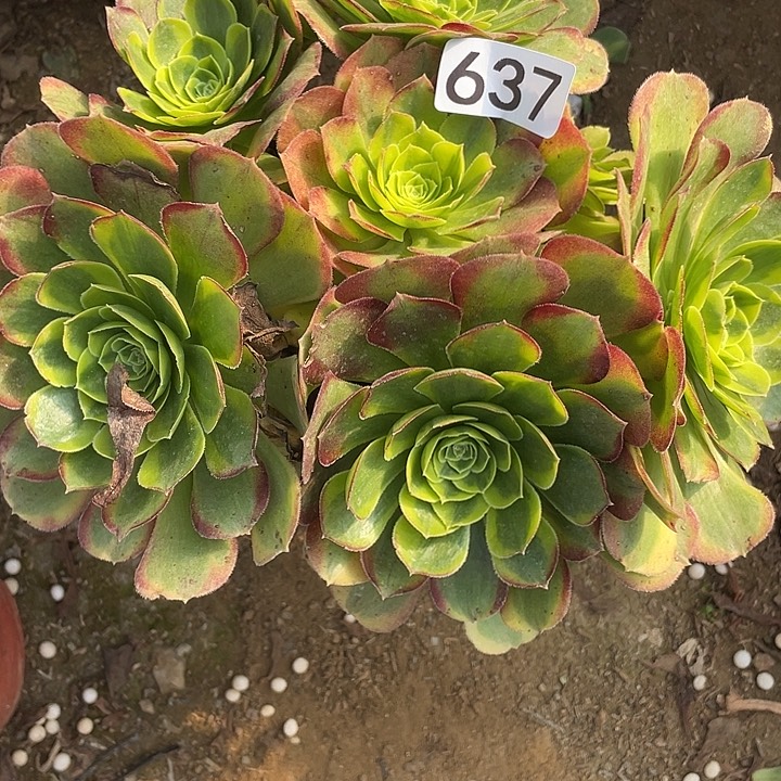 637奶白对肉的植物