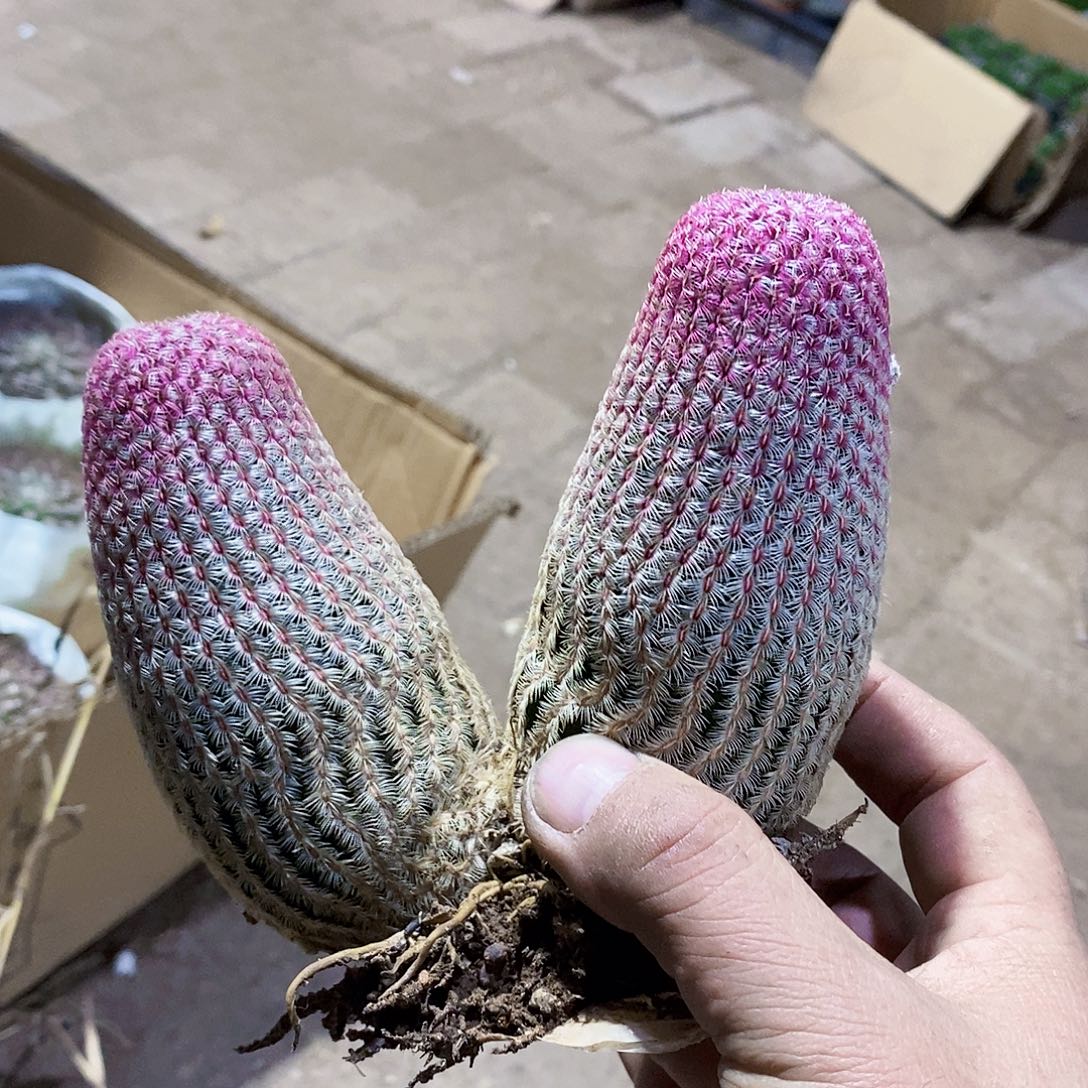 2个头111111111111个