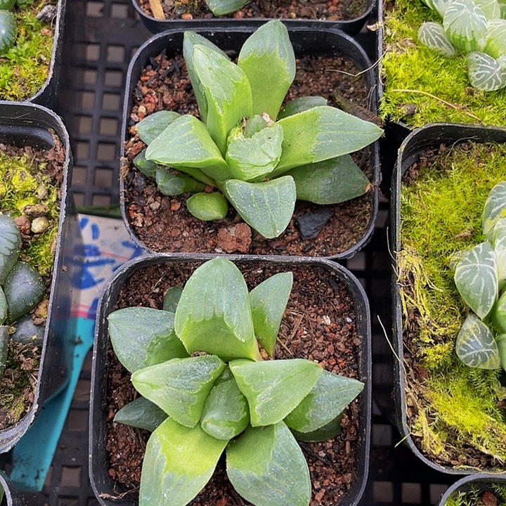 冰城玉露带哦土发