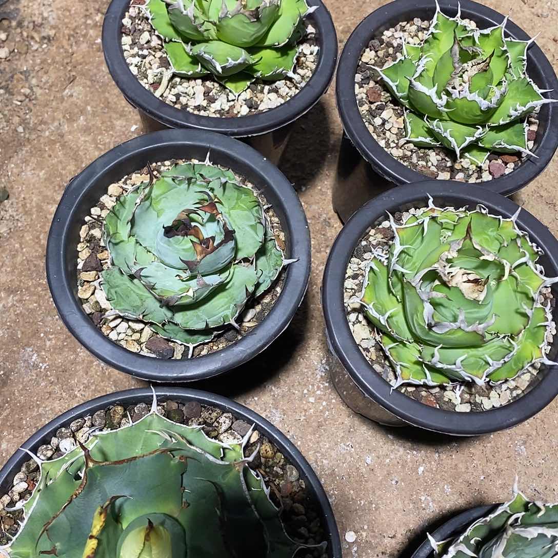 多肉植物龙蛇兰植物