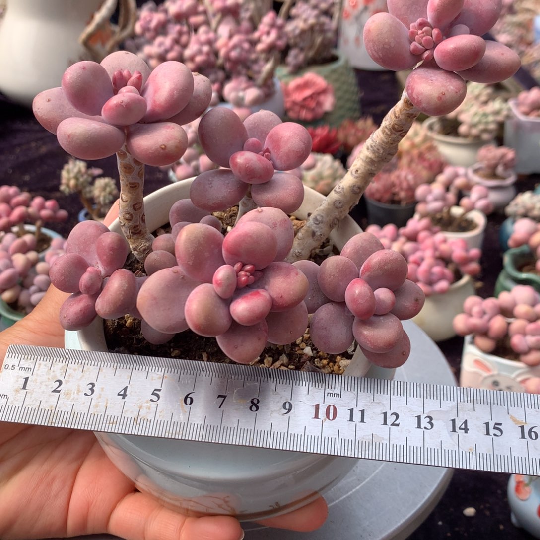 80号带盆偏远地区不包邮的