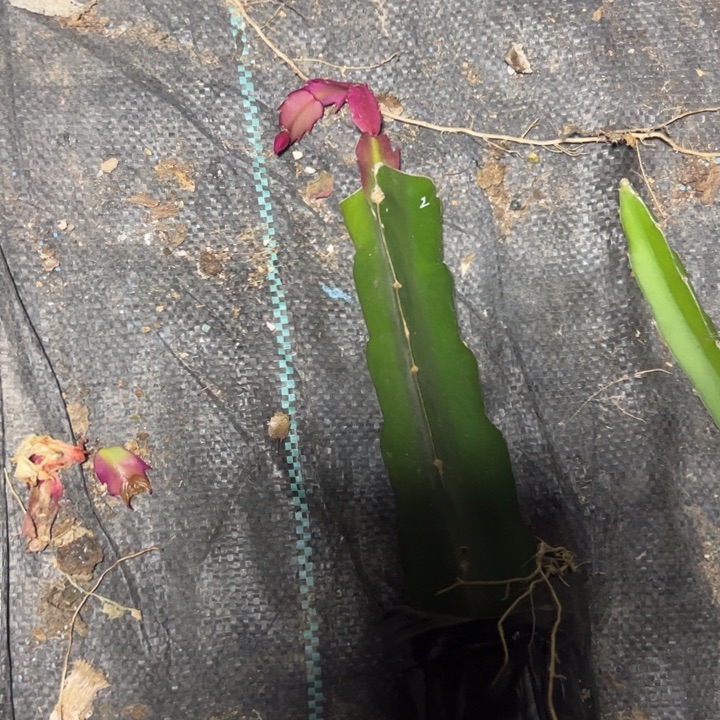 桑吉塔嫁接小破苗一颗2号
