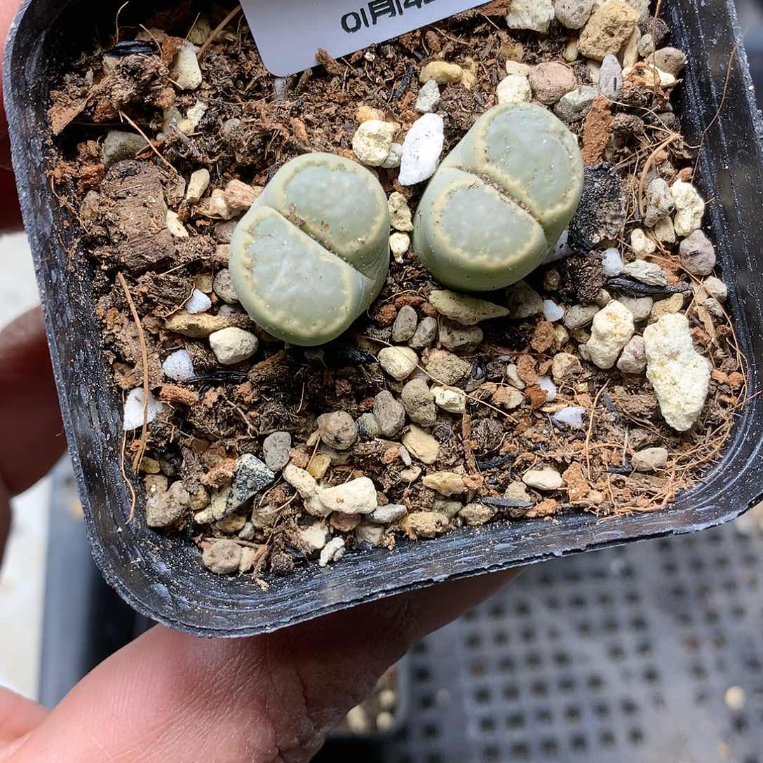 B654多肉植物保护研究所