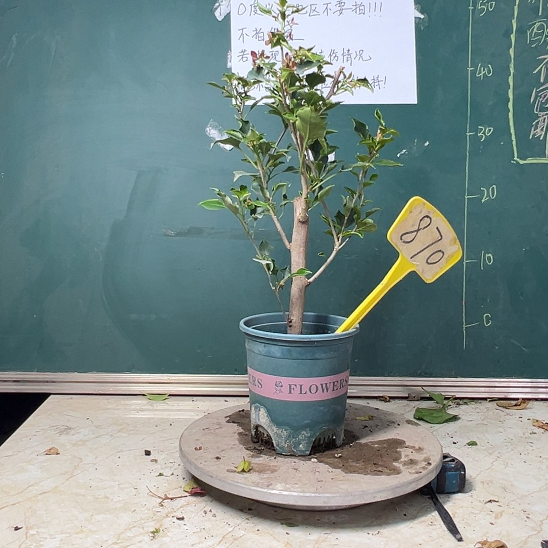 完全开放 粗杆 黑美人  870