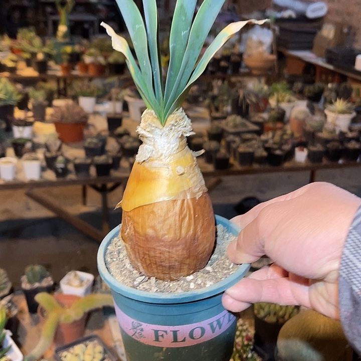 满38包邮2天凑单，脱土晾根发货多肉植物