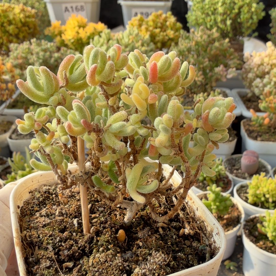 A192橙叶白锦枝干