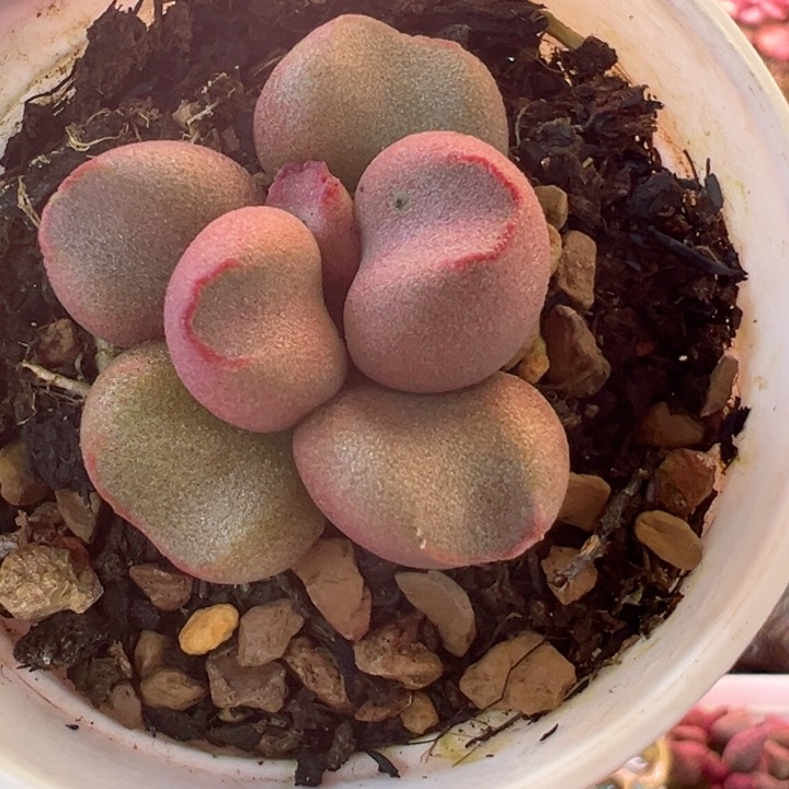 一物一拍，感谢支持