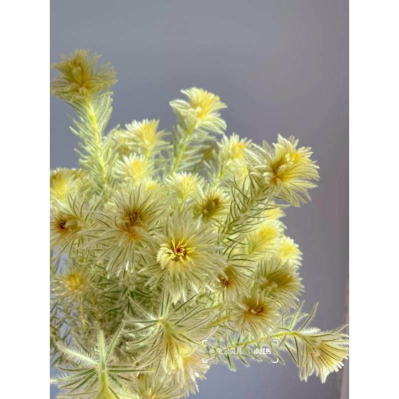 金鹅绒水培可干花现切昆明斗南直发
