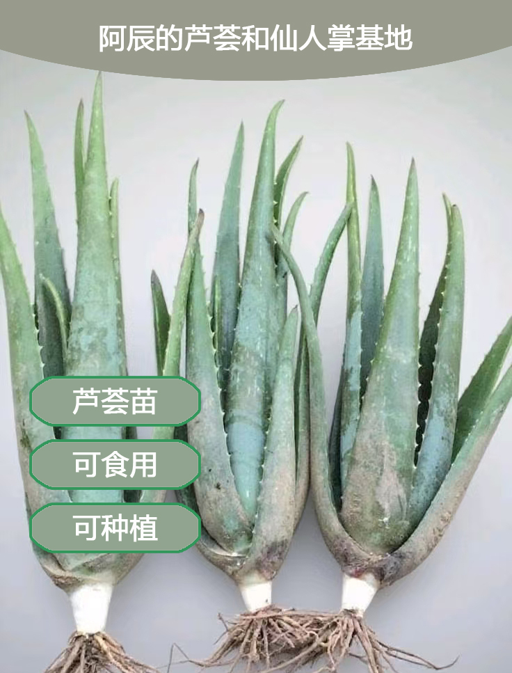 库拉索芦荟苗盆栽多肉植物室内外补水美容种植花卉绿植