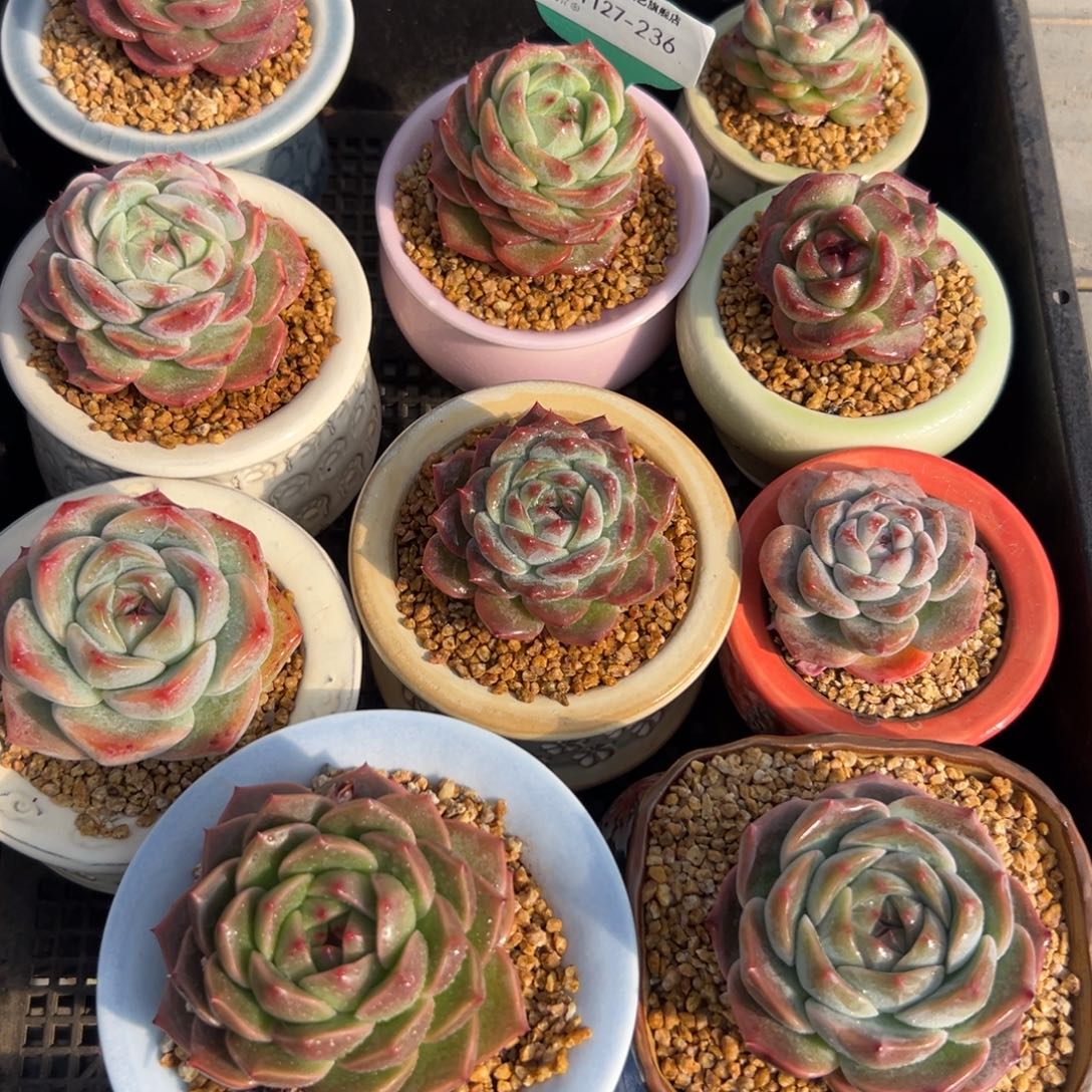 从前慢花园多肉编号1127-236