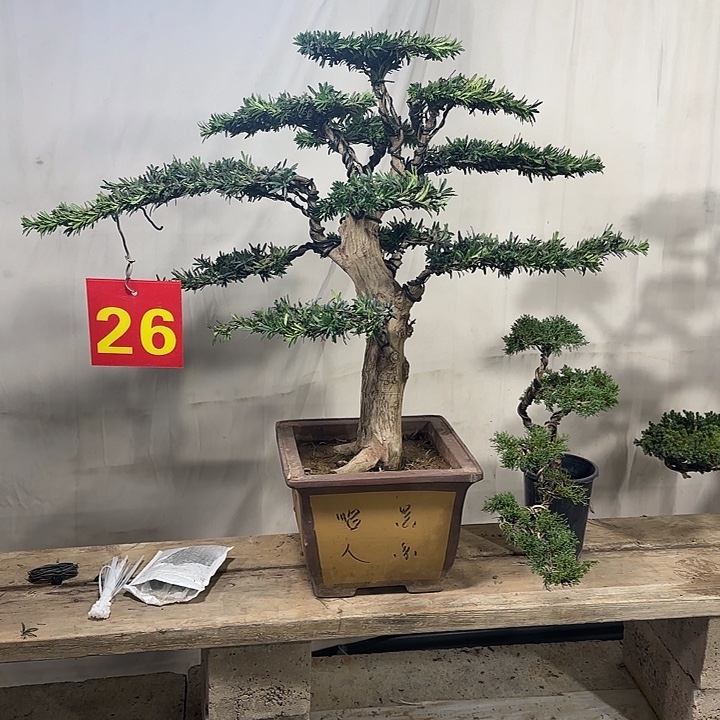 圣***哥无花朵米叶罗汉松盆景老桩