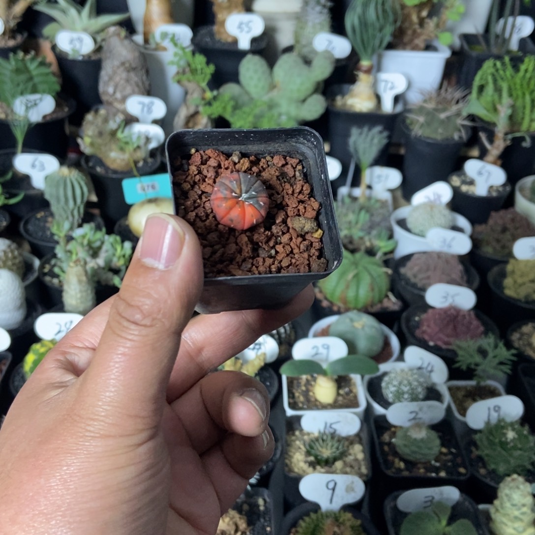 单头红色兜锦一个