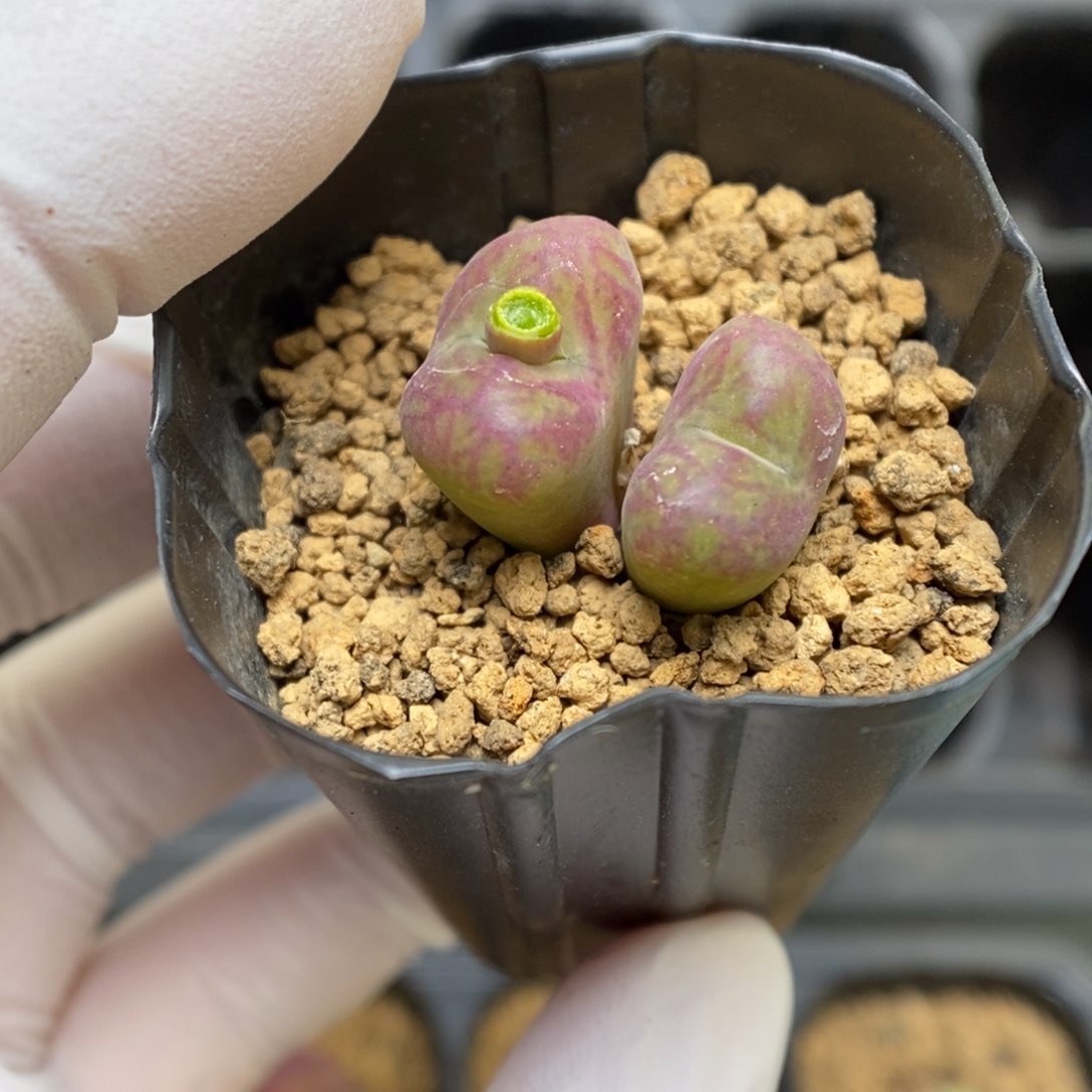 多肉植物肉锥杂交K-850
