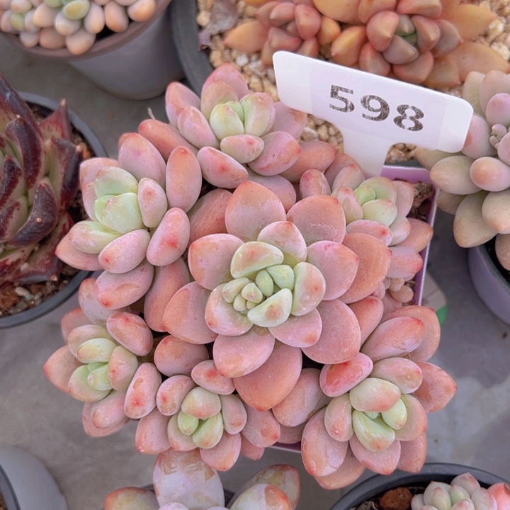 健健康康平平安安