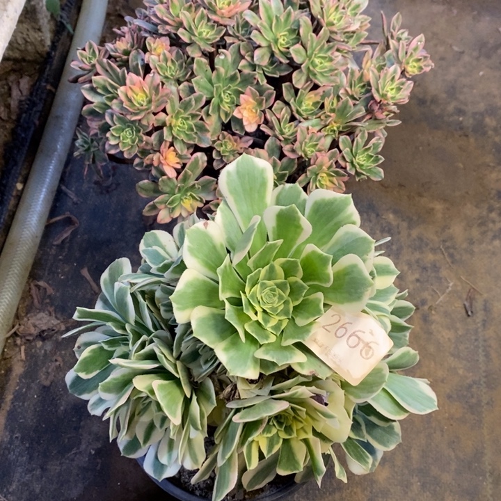 两盆多肉断头不包2666