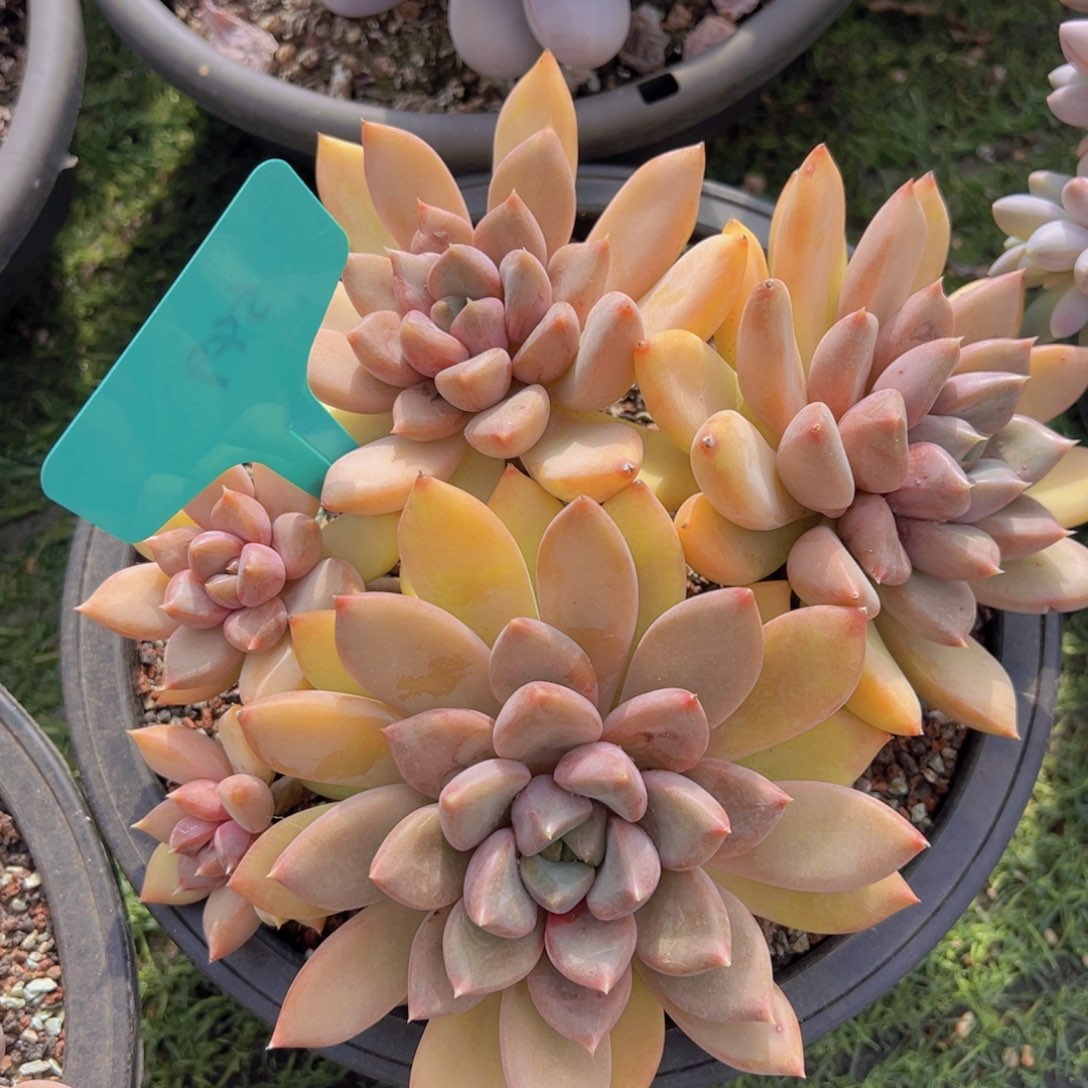 香玉的故事是一个人