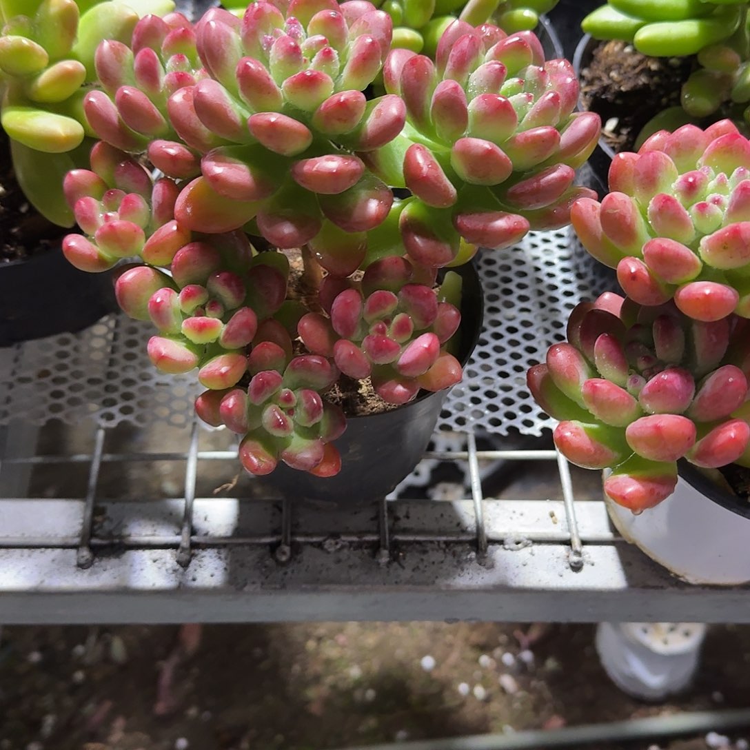 汤姆猫多肉植物精品