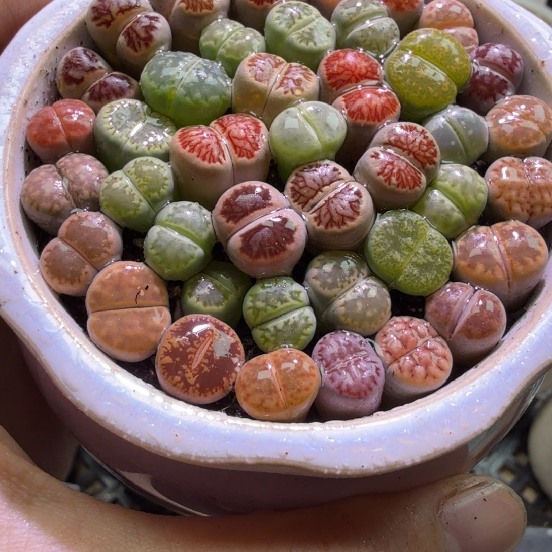 @***L多肉植物开播福利冲冲冲530