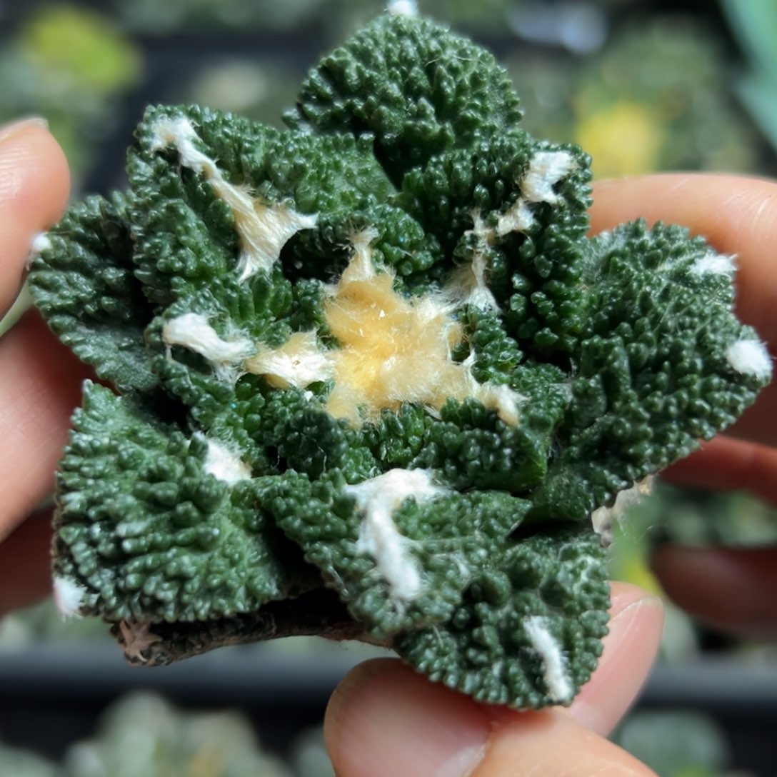 301脱土带根发货