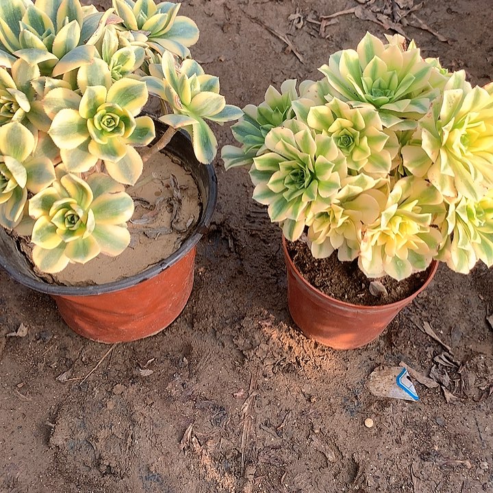 樱*多肉植物金丝翡翠有砍头284