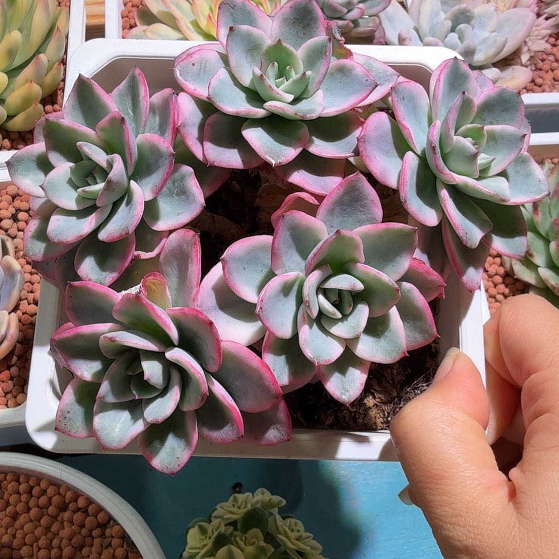 奶油黄桃锦，多肉植物