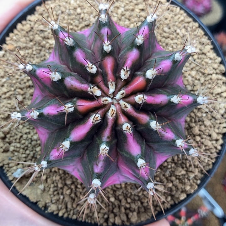 粉钻大母本 米哈仙人球