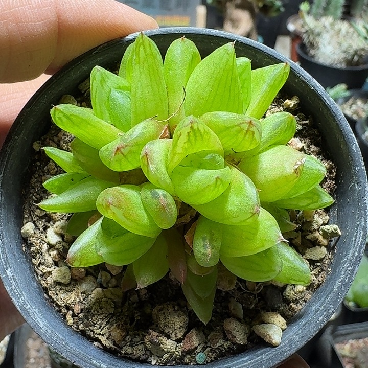 353京之华脱土发货