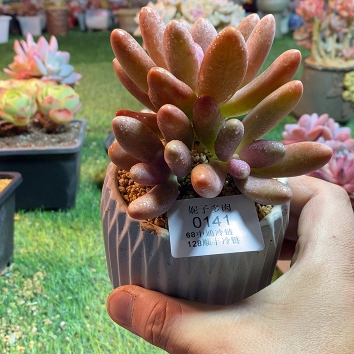 0141啊啊啊啊啊啊啊啊啊