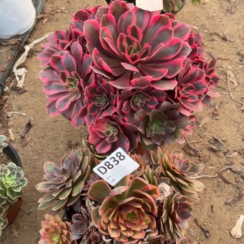 多肉植物女妖半夏