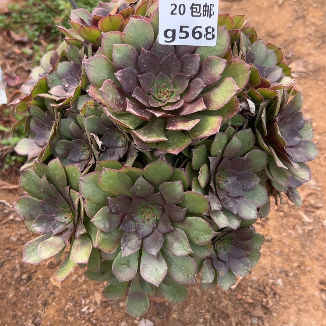 568红魔，满20包邮嘟叮熊