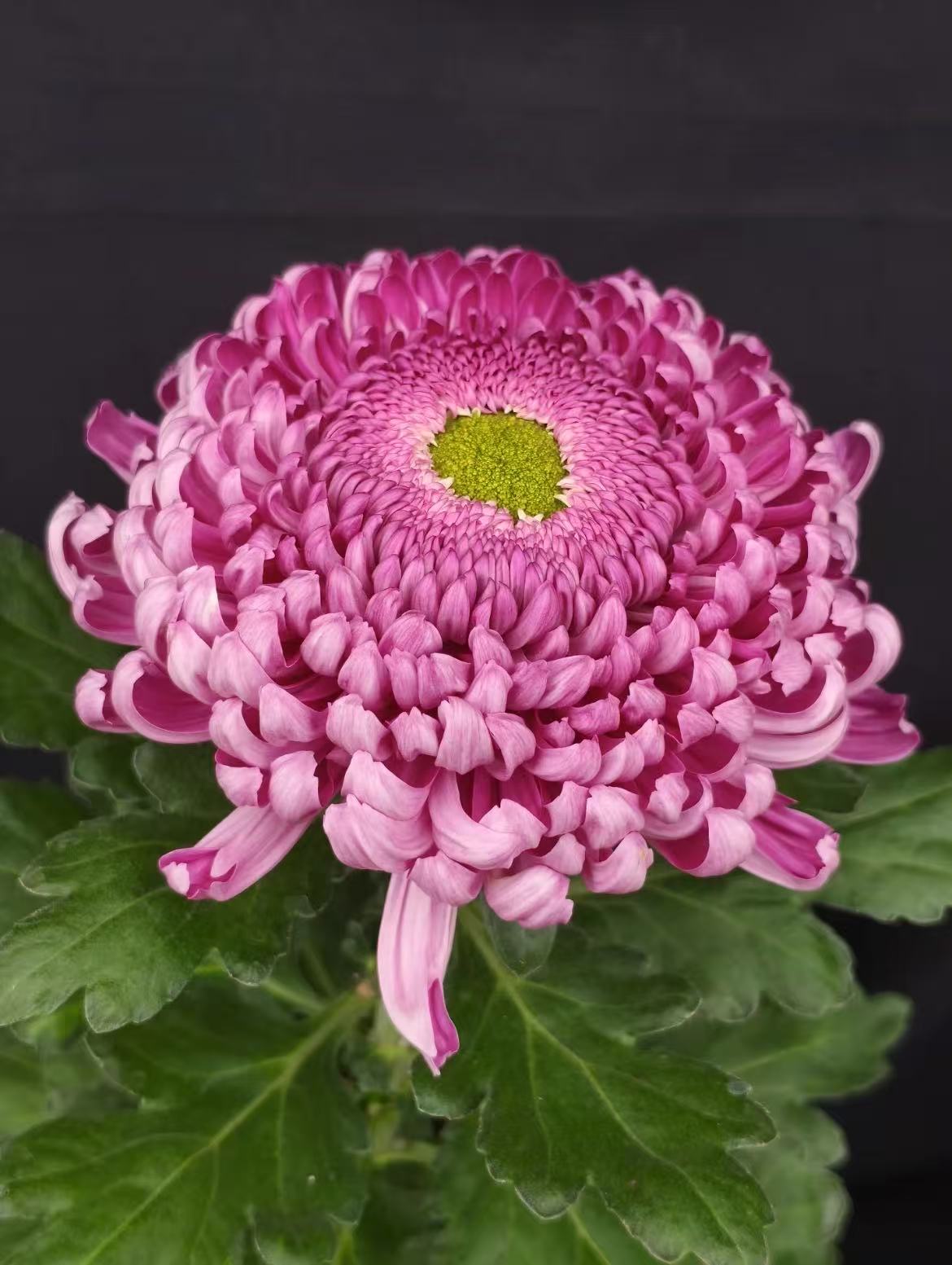 独本菊 花后根【洹水映月】想留品种再拍 好养活