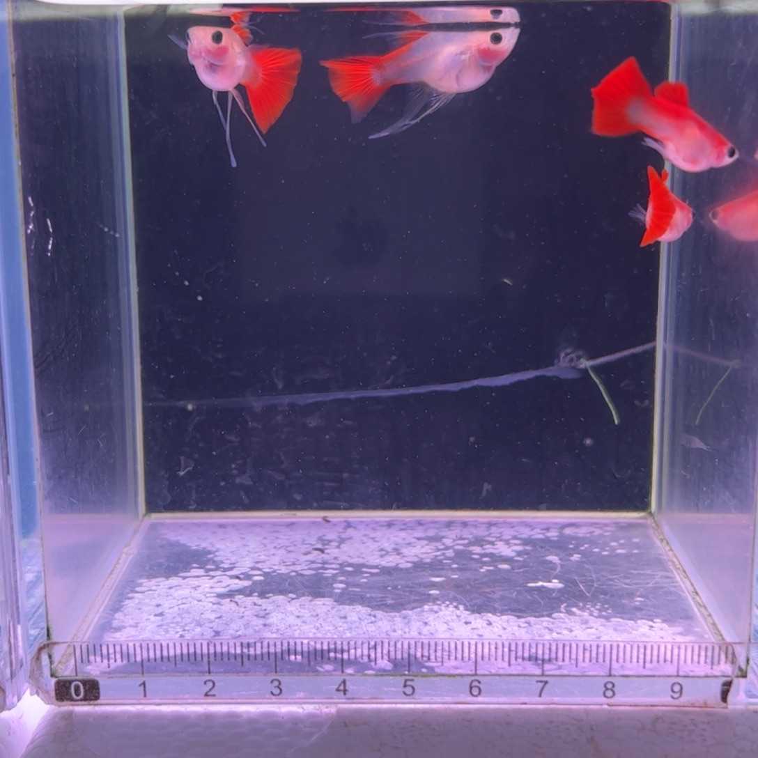 勇***号孔雀鱼全红玻璃猫两对