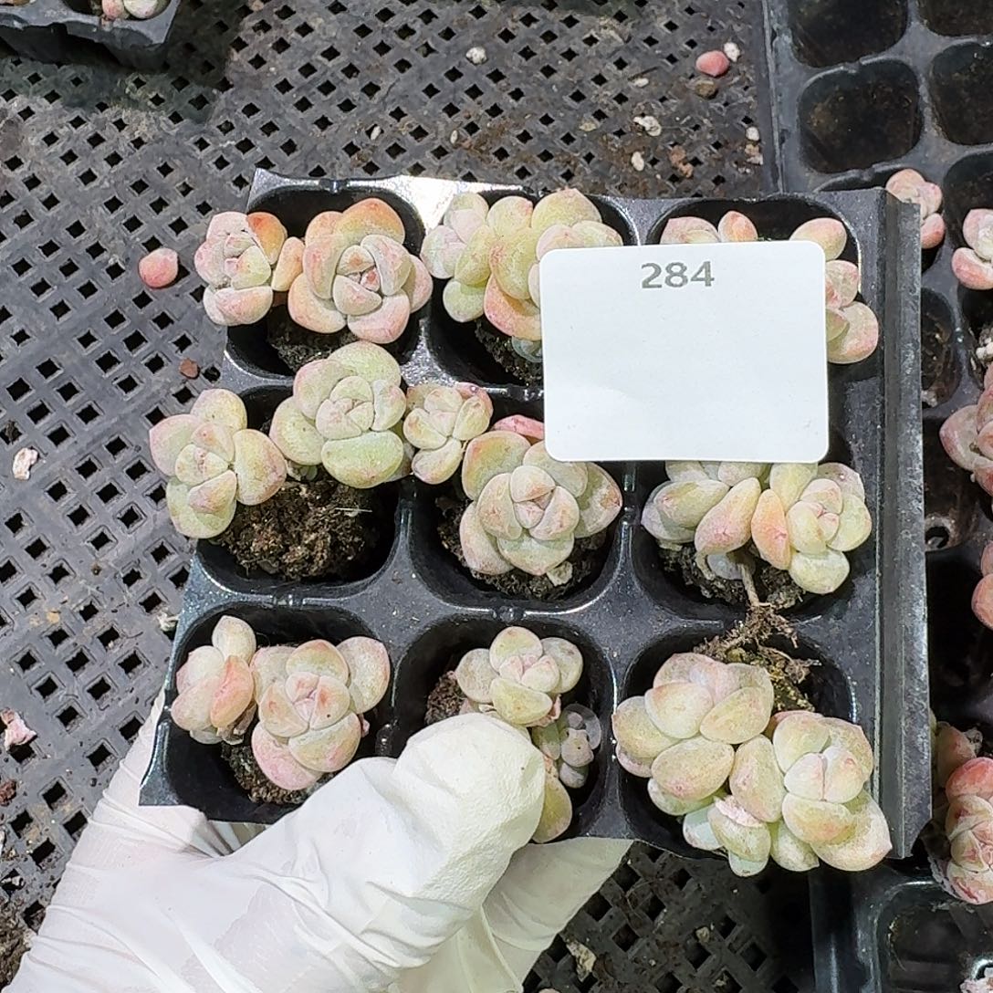 ****肉284 号到手1框～一物一拍