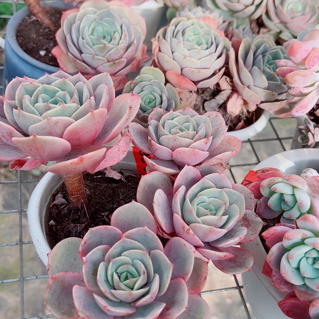 蓝色苍鹭多头大盆老桩